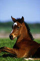 Thoroughbred Foal, Co Kildare, Ireland Wall Mural