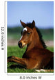 Thoroughbred Foal, Co Kildare, Ireland Wall Mural