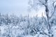 a quiet winter frozen forest Wall Mural