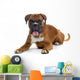 brown boxer Wall Decal