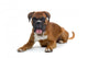 brown boxer Wall Decal