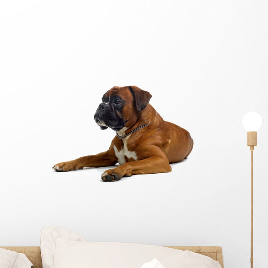 brown boxer Wall Decal