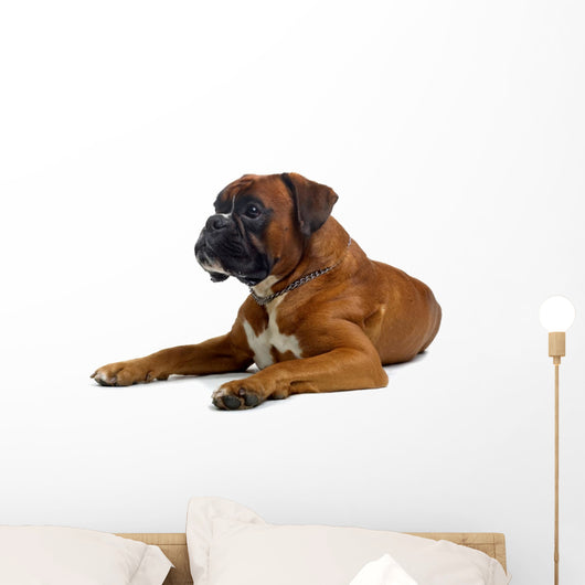 brown boxer Wall Decal