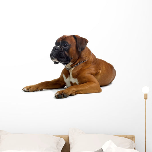 brown boxer Wall Decal