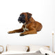 brown boxer Wall Decal