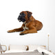 brown boxer Wall Decal