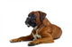 brown boxer Wall Decal
