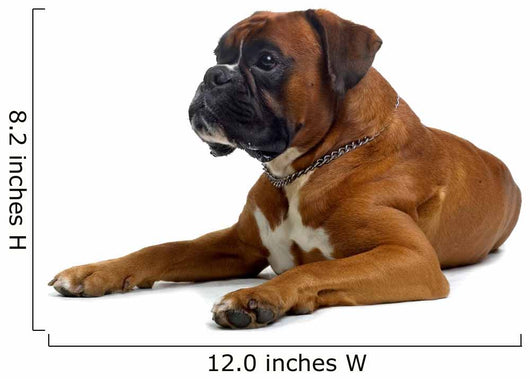 brown boxer Wall Decal