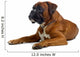 brown boxer Wall Decal