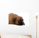 brown boxer Wall Decal