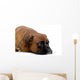 brown boxer Wall Decal