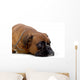 brown boxer Wall Decal