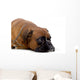 brown boxer Wall Decal