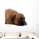 brown boxer Wall Decal