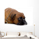 brown boxer Wall Decal