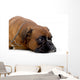 brown boxer Wall Decal