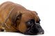 brown boxer Wall Decal