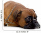 brown boxer Wall Decal