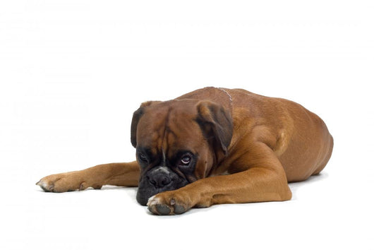 Boxer Wall Decal