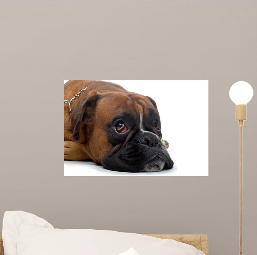 Brown Boxer Wall Decal