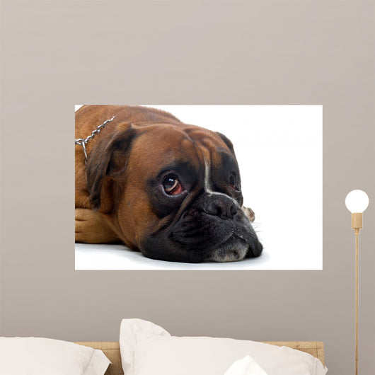 Brown Boxer Wall Decal