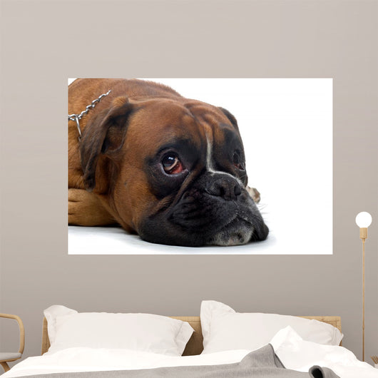 Brown Boxer Wall Decal