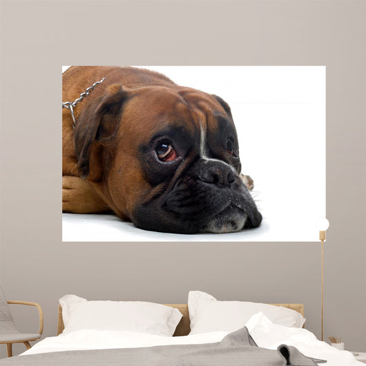 Brown Boxer Wall Decal
