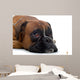 Brown Boxer Wall Decal