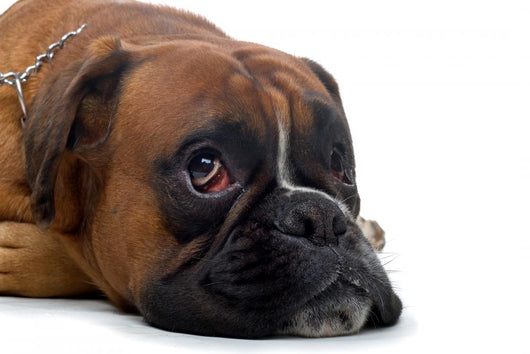 Brown Boxer Wall Decal
