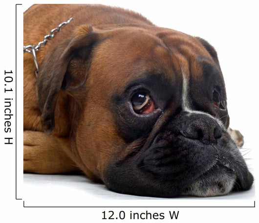 Brown Boxer Wall Decal