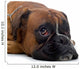 Brown Boxer Wall Decal Design 2