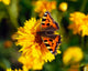Red Admiral Butterfly On Tickseed Wall Mural