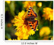 Red Admiral Butterfly On Tickseed Wall Mural