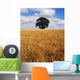 Ireland, Barley Field With Oak Tree Wall Mural