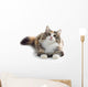 Kitten Wall Decal