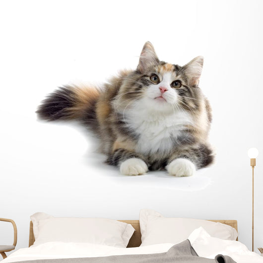 kitten Wall Decal