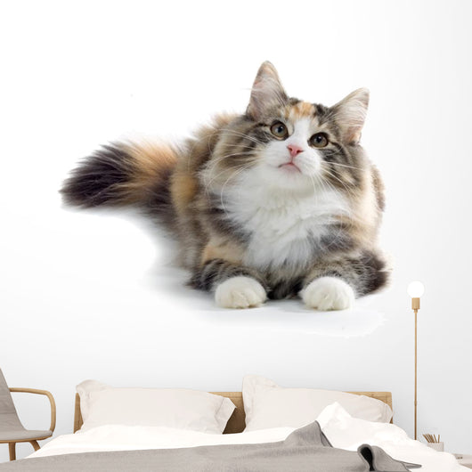kitten Wall Decal
