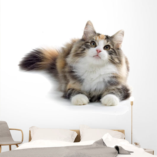 kitten Wall Decal