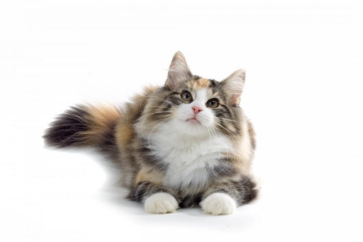 kitten Wall Decal
