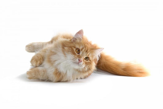 Red Cat Wall Decal