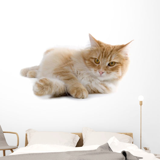 cat Wall Decal