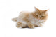 cat Wall Decal