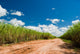 Road for the Sugar Cane Field Wall Mural