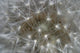 Dandelion Wall Mural