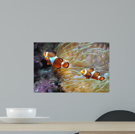 Nemo