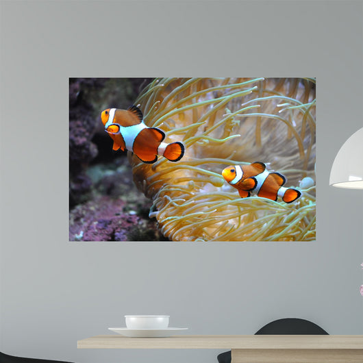 Nemo