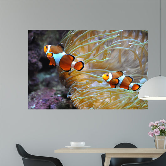 Nemo