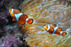 Nemo