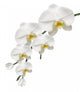 Orchid White and Purity Wall Decal