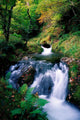 Waterfall In The Woods, Ireland Wall Mural